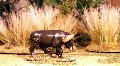 Photo of Cape Buffalo (AA09)