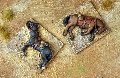 Photo of Dead Horses (DMH-DH)