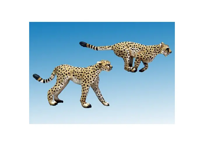 Cheetahs