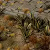 Photo of Laser Plants - Agave (GGLP-AG)
