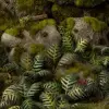 Photo of Laser Plants - Bracken (GGLP-GB)