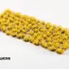 Photo of Broom Flowers (GGFS-BRO)