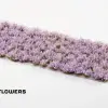 Photo of Lavender Flowers (GGFS-LAV)