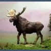 Photo of Mighty Canadian Moose (PYP 08)